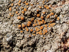 Caloplaca sideritis