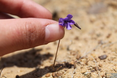 Conanthera campanulata