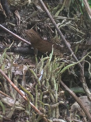 Anolis cristatellus wileyae