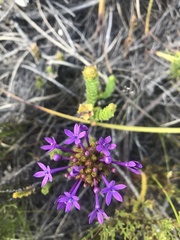 Rhigiophyllum squarrosum