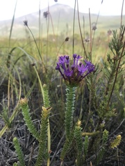 Rhigiophyllum squarrosum