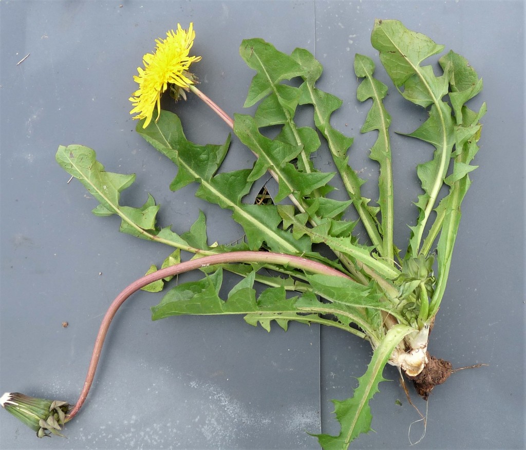 pale-stalked dandelion