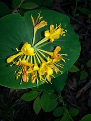 Lonicera flava
