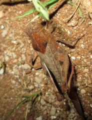 Humbe tenuicornis