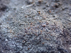 Caloplaca sideritis