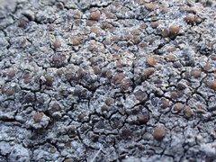 Caloplaca sideritis