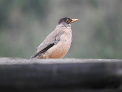 Turdus falcklandii magellanicus