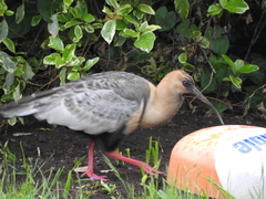 Theristicus melanopis