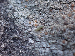 Caloplaca sideritis