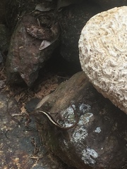 Anolis cristatellus wileyae