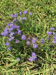 Sisyrinchium pruinosum