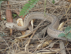 Philodryas psammophidea