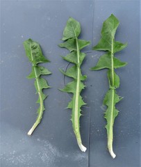 Taraxacum laeticolor