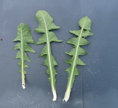 Taraxacum laeticolor