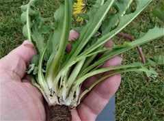 Taraxacum laeticolor