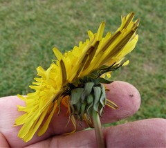 Taraxacum laeticolor