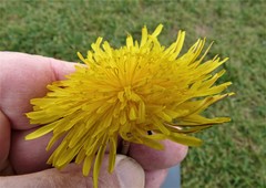Taraxacum laeticolor
