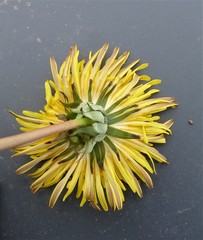 Taraxacum laeticolor