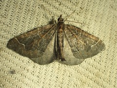 Eulithis flavibrunneata