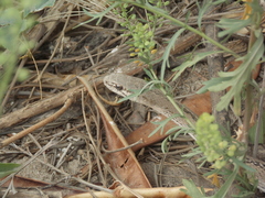 Philodryas psammophidea