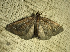 Eulithis flavibrunneata