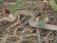 Philodryas psammophidea