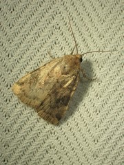 Cryptocala acadiensis