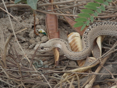 Philodryas psammophidea