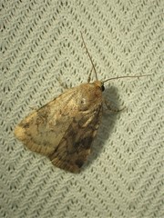 Cryptocala acadiensis