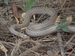 Philodryas psammophidea