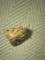 Cryptocala acadiensis