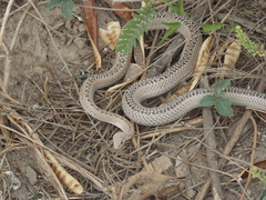 Philodryas psammophidea