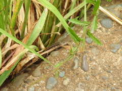 Liolaemus cyanogaster