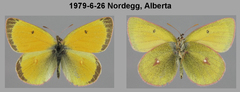 Colias canadensis