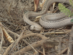 Philodryas psammophidea