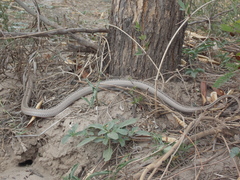 Philodryas psammophidea