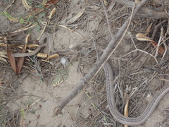 Philodryas psammophidea