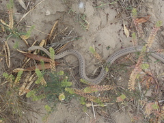 Philodryas psammophidea