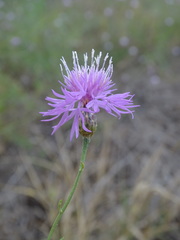 Centaurea arenaria