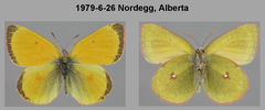 Colias canadensis