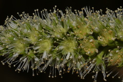 Petrophytum caespitosum caespitosum