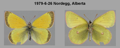 Colias canadensis
