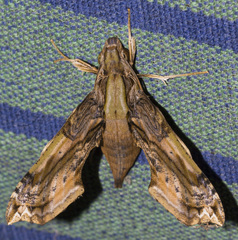 Eupanacra busiris