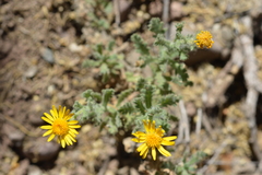 Senecio adenotrichius