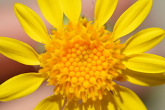 Senecio adenotrichius