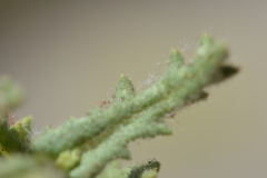 Senecio adenotrichius