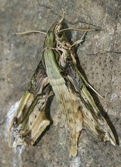 Eupanacra busiris