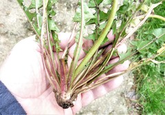 Taraxacum lamprophyllum