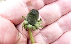 Taraxacum lamprophyllum