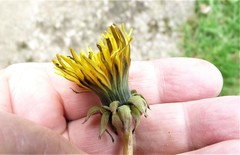 Taraxacum lamprophyllum